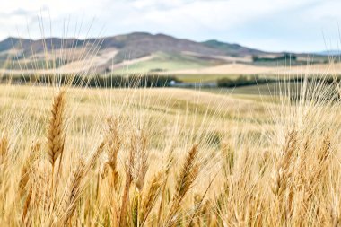 Altın buğday tarlasıyla güzel bir yaz manzarası, mavi gökyüzü beyaz bulutlar ve ufukta dağlar.