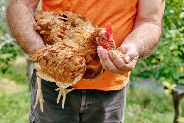 stock image Man feeding hens from hand in the farm. Free-grazing domestic hen on a traditional free range poultry organic farm. Adult chicken walking on the soil.