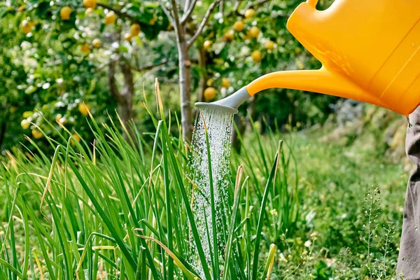 Bahçıvan bahar sebze bahçesinde çalışıyor. Topraktaki sulama tenekesinden yeşil soğan suluyor. Çiftçilik, bahçıvanlık, tarım kavramı.