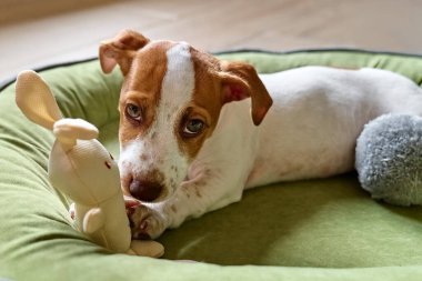 Komik Jack Russell teriyer köpeği köpek yatağında uzanıp oyuncağını ısırıyor. Yastığın üzerinde komik kahverengi kürk lekeleri olan sevimli beyaz köpek..