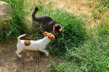 Jack Russell Terrier köpeği dışarıda tekir kediyle oynuyor. Kahverengi kürk lekeli şirin beyaz köpek bahçede yeşil çimlerde gri kedi yavrusuyla eğleniyor..