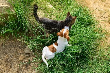 Jack Russell Terrier köpeği dışarıda tekir kediyle oynuyor. Kahverengi kürk lekeli şirin beyaz köpek bahçede yeşil çimlerde gri kedi yavrusuyla eğleniyor..