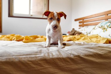 Jack Russell Terrier köpeği sahibinin yatağında oynuyor. Komik küçük beyaz ve kahverengi köpek evde eğleniyor. Köpek eğitimi.