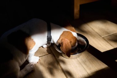 Tatlı Jack Russell köpek teriyeri köpek yavrusu kuru yiyecek yiyor ya da sabahları çelik kaseden su içiyor. Evcil hayvan için sağlıklı beslenme.