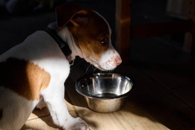 Tatlı Jack Russell köpek teriyeri köpek yavrusu kuru yiyecek yiyor ya da sabahları çelik kaseden su içiyor. Evcil hayvan için sağlıklı beslenme.