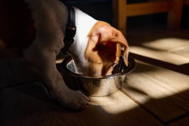 Tatlı Jack Russell köpek teriyeri köpek yavrusu kuru yiyecek yiyor ya da sabahları çelik kaseden su içiyor. Evcil hayvan için sağlıklı beslenme.