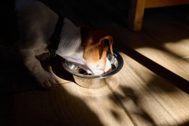 Tatlı Jack Russell köpek teriyeri köpek yavrusu kuru yiyecek yiyor ya da sabahları çelik kaseden su içiyor. Evcil hayvan için sağlıklı beslenme.