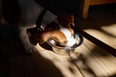 Tatlı Jack Russell köpek teriyeri köpek yavrusu kuru yiyecek yiyor ya da sabahları çelik kaseden su içiyor. Evcil hayvan için sağlıklı beslenme.