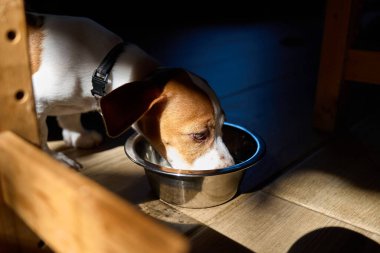 Tatlı Jack Russell köpek teriyeri köpek yavrusu kuru yiyecek yiyor ya da sabahları çelik kaseden su içiyor. Evcil hayvan için sağlıklı beslenme.