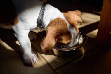 Tatlı Jack Russell köpek teriyeri köpek yavrusu kuru yiyecek yiyor ya da sabahları çelik kaseden su içiyor. Evcil hayvan için sağlıklı beslenme.
