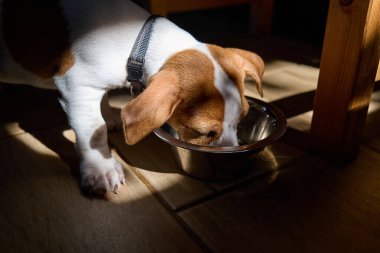 Tatlı Jack Russell köpek teriyeri. Kuru yemek yiyor ya da içiyor. 