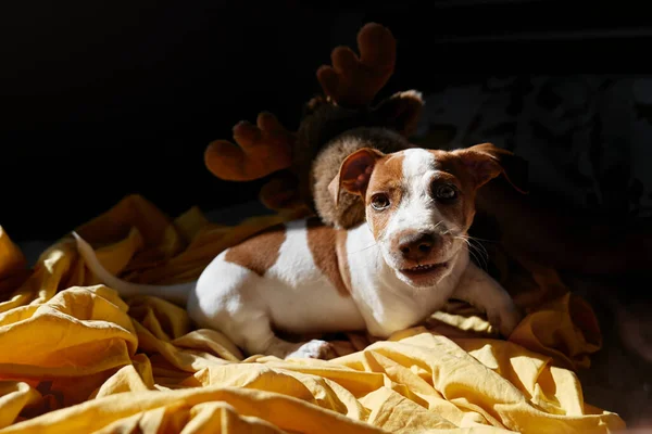 Jack Russell terrier puppy playing on owner\'s bed. Funny small white and brown dog having fun at home.  Dog education.