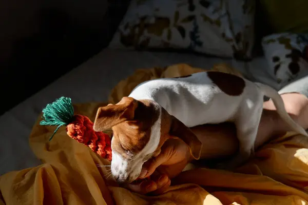 Jack Russell Terrier Cucciolo Mordere Giocattolo Maglia Mano Del Proprietario — Foto Stock