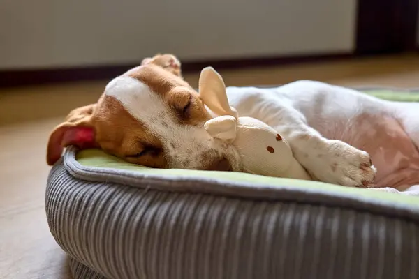 Jack Russell Terrier köpeği köpek yatağında uyuyor ve oyuncağına sarılıyor. Yastığın üzerinde komik kahverengi kürk lekeleri olan sevimli beyaz köpek..