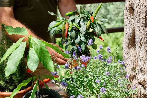Ręce Dojrzałego Mężczyzny Trzymającego Garnku Paprykę Chili Ogrodnictwo Sostenible Hobby — Zdjęcie stockowe