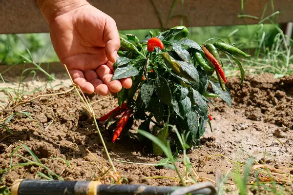 Home gardening. Hand of gardener checking up leaves of chili pepper plant in the garden.