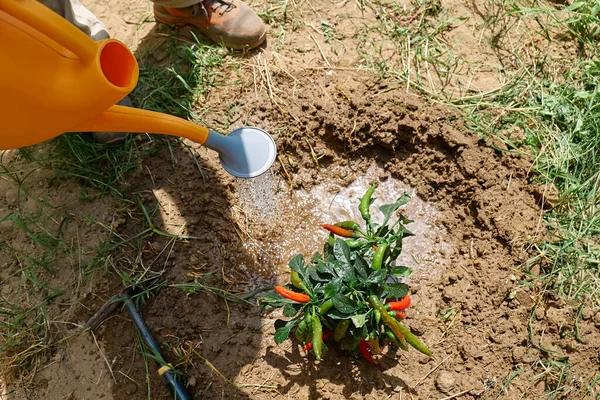 Home gardening. Middle aged man watering plant of chili pepper from watering can in the soil of flower bed in the garden.