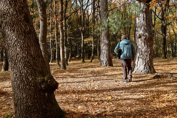 Back view of mature traveler man has hiking in autumn forest. Walking in fall nature for exercise and fitness for wellness and healthy lifestyle. Freedom and unity with nature.