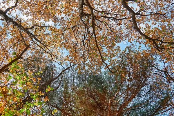 Fundo Floresta Outono Cor Vibrante Árvores Outono Galhos Céu Azul — Fotografia de Stock