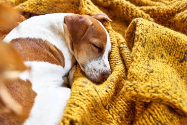 Şirin Jack Russell köpek teriyeri köpek yavrusu sarı örgü battaniyenin üzerinde uyuyor. Komik, küçük, uykulu beyaz ve kahverengi köpek. Rahat ev kavramı, rahatlık, sıcaklık, sonbahar, kış.