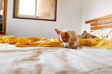 Jack Russell Terrier köpeği sahibinin yatağında oynuyor. Komik küçük beyaz ve kahverengi köpek evde eğleniyor. Köpek eğitimi.