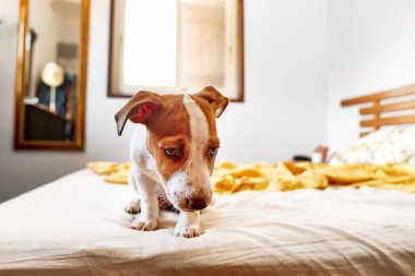 Jack Russell Terrier köpeği sahibinin yatağında oynuyor. Komik küçük beyaz ve kahverengi köpek evde eğleniyor. Köpek eğitimi.