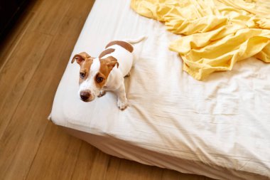 Jack Russell Terrier köpeği sahibinin yatağında oynuyor. Komik küçük beyaz ve kahverengi köpek evde eğleniyor. Köpek eğitimi.