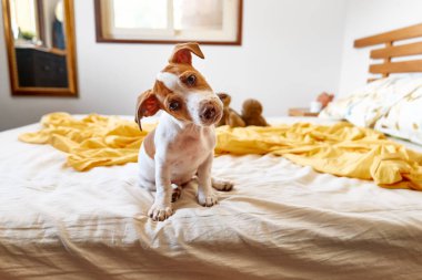 Jack Russell Terrier köpeği sahibinin yatağında oynuyor. Komik küçük beyaz ve kahverengi köpek evde eğleniyor. Köpek eğitimi.