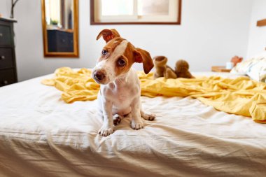 Jack Russell Terrier köpeği sahibinin yatağında oynuyor. Komik küçük beyaz ve kahverengi köpek evde eğleniyor. Köpek eğitimi.