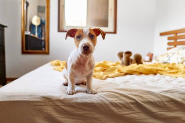 Jack Russell Terrier köpeği sahibinin yatağında oynuyor. Komik küçük beyaz ve kahverengi köpek evde eğleniyor. Köpek eğitimi.