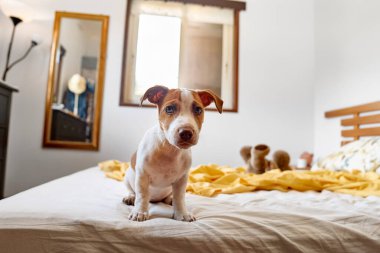 Jack Russell Terrier köpeği sahibinin yatağında oynuyor. Komik küçük beyaz ve kahverengi köpek evde eğleniyor. Köpek eğitimi.