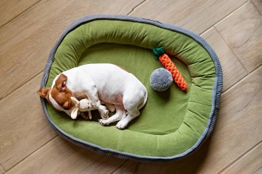 Jack Russell Terrier köpeği köpek yatağında uyuyor ve oyuncağına sarılıyor. Yastığın üzerinde komik kahverengi kürk lekeleri olan sevimli beyaz köpek..