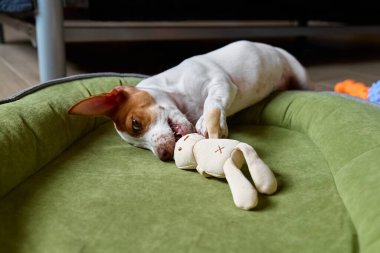 Komik Jack Russell teriyer köpeği köpek yatağında uzanıp oyuncağını ısırıyor. Yastığın üzerinde komik kahverengi kürk lekeleri olan sevimli beyaz köpek..