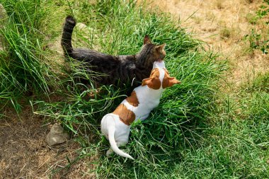 Jack Russell Terrier köpeği dışarıda tekir kediyle oynuyor. Kahverengi kürk lekeli şirin beyaz köpek bahçede yeşil çimlerde gri kedi yavrusuyla eğleniyor..