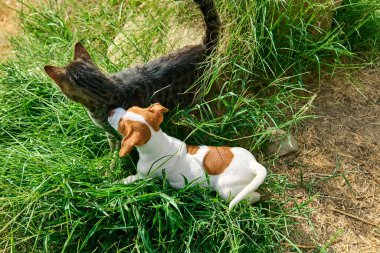 Jack Russell Terrier köpeği dışarıda tekir kediyle oynuyor. Kahverengi kürk lekeli şirin beyaz köpek bahçede yeşil çimlerde gri kedi yavrusuyla eğleniyor..