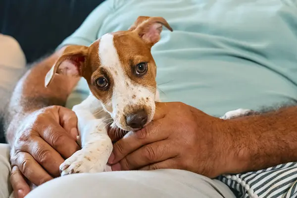 Jack Russell terrier puppy sitting on the lap of middle-aged man and biting his hand. Funny small white and brown dog spending time with owner at home. Dog education.