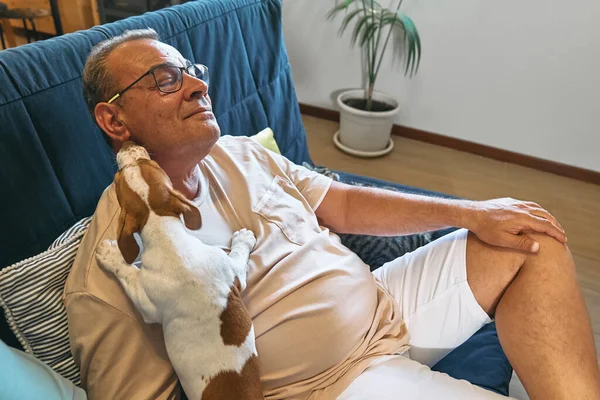 Middle-aged man spending time at home in company of cat, cuddling pet and watching tv. Jack russell puppy lickking the face of man.