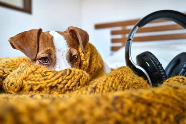 Cute jack russell dog terrier puppy relaxing on yellow knitted blanket with music and headphones. Correction of problematic pet behavior with the help of music. Concept of relaxing music for dogs.