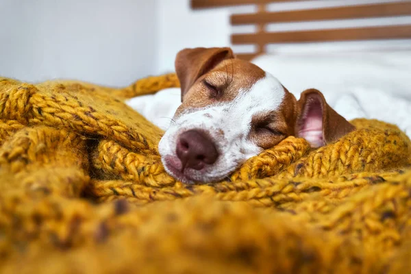 Şirin Jack Russell köpek teriyeri köpek yavrusu sarı örgü battaniyenin üzerinde uyuyor. Komik, küçük, uykulu beyaz ve kahverengi köpek. Rahat ev kavramı, rahatlık, sıcaklık, sonbahar, kış.
