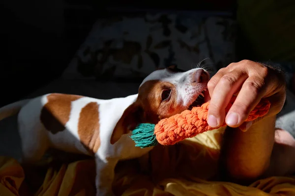 Jack Russell Terrier Valp Bita Stickad Leksak Ägarens Hand Sovrummet — Stockfoto