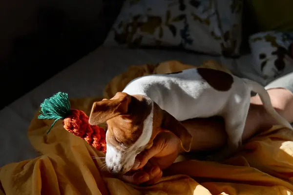 Jack Russell Terrier Cucciolo Mordere Giocattolo Maglia Mano Del Proprietario — Foto Stock