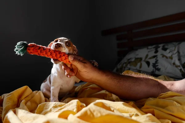 Jack Russell terrier puppy biting knitted toy in the owner's hand in the bedroom. Funny small white and brown dog having fun at home. Dog education.