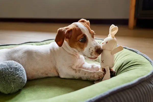 Komik Jack Russell teriyer köpeği köpek yatağında uzanıp oyuncağını ısırıyor. Yastığın üzerinde komik kahverengi kürk lekeleri olan sevimli beyaz köpek..