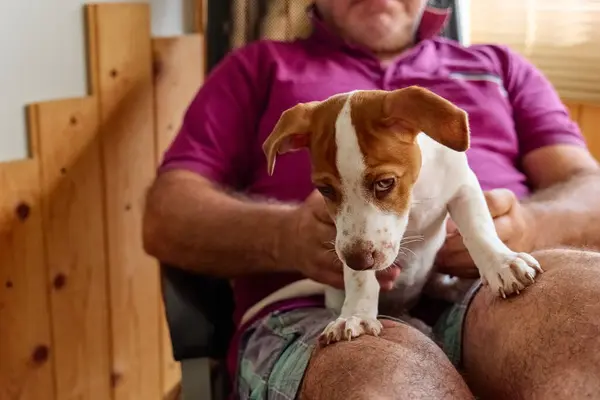 Jack Russell terrier puppy sitting on the lap of middle-aged bearded man indoor. Funny small white and brown dog spending time with owner at home. Dog education.