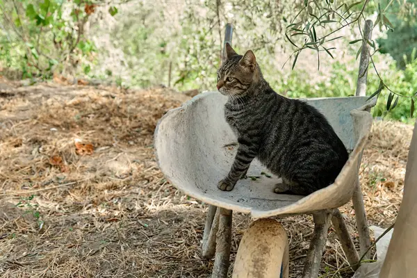 정원에서 오래된 휠바로에 줄무늬 Tabby 고양이 — 스톡 사진