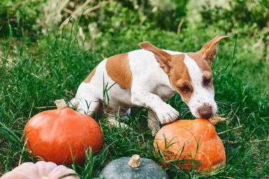 Şirin Jack Russell Terrier köpeği sonbahar bahçesinde hokkaido balkabağıyla oynuyor. Komik küçük beyaz ve kahverengi köpek turuncu kabağı ısırıyor..