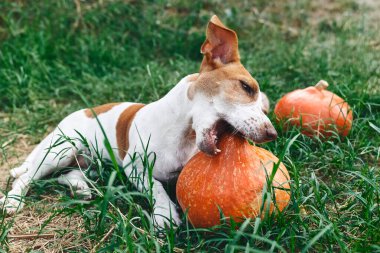 Şirin Jack Russell Terrier köpeği sonbahar bahçesinde hokkaido balkabağıyla oynuyor. Komik küçük beyaz ve kahverengi köpek turuncu kabağı ısırıyor..