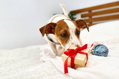 Komik Jack Russell Terrier, Noel süveteri giyiyor, Noel hediyesini süslenmiş Noel odasında kokluyor. Noel 'de ve yeni yılda evcil hayvanlar. Kış havası.