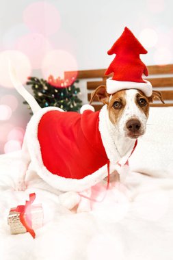 Kırmızı Noel Baba kostümü giyen komik Jack Russell Terrier Noel süslemeli odada şenlik günlerine hazırlanıyor. Noel 'de ve yeni yılda evcil hayvanlar. Kış havası.