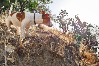 Meraklı Jack Russell Terrier doğa yürüyüşü. Sonbahar dağlarında köpekle seyahat etmek. Evcil bir hayvanla yürüyüş..